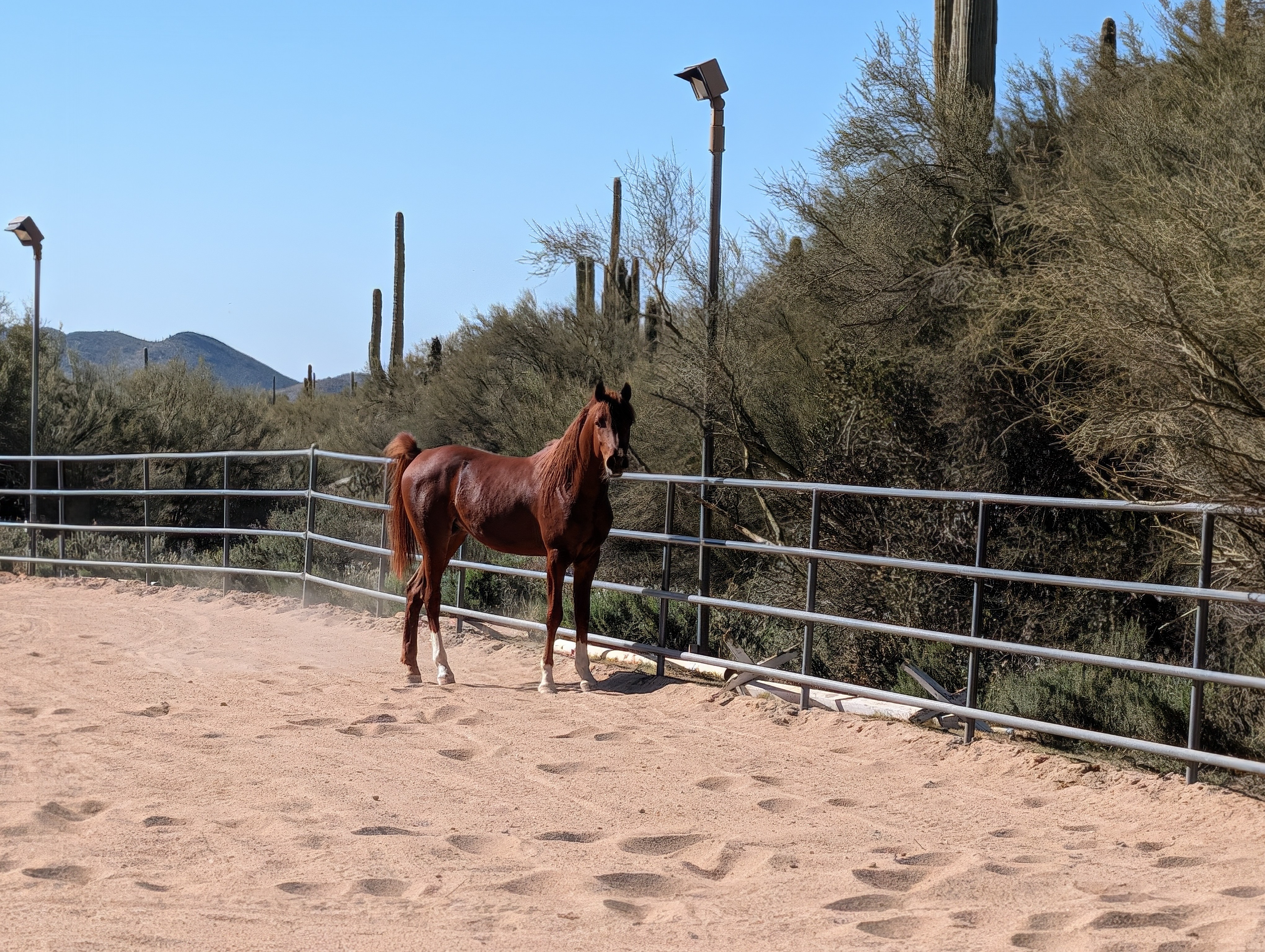 Halter presence and expression