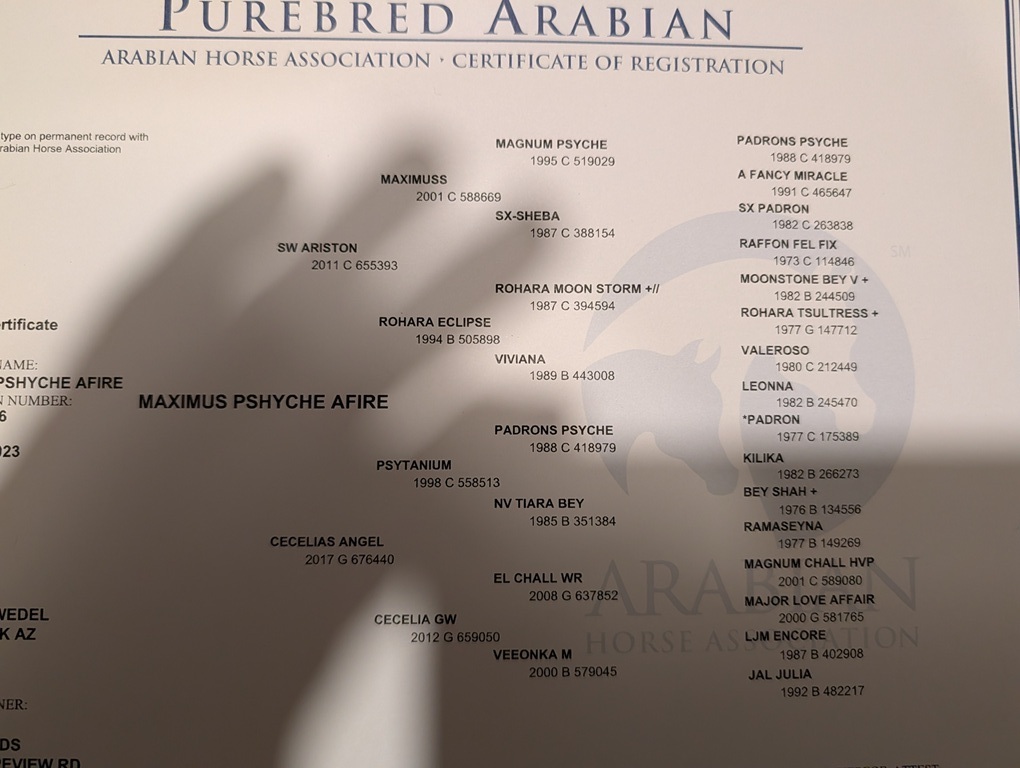 Halter presence and expression